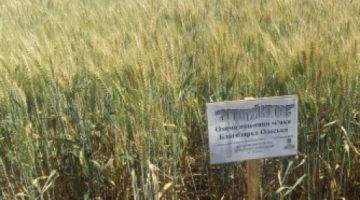 Пшеница озимая «Благодарка одесская» (элита, первая репродукция)