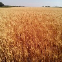 Пшеница озимая “Гюзель” (элита)