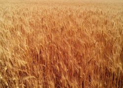 Пшеница озимая “Куяльник”(элита, первая репродукция)