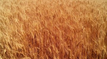Пшеница озимая «ЗЫСК» (элита, первая репродукция)