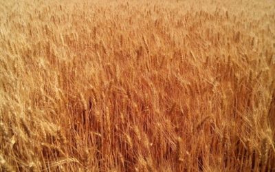 Пшеница озимая «Куяльник»(элита, первая репродукция)