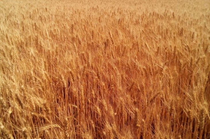 Пшеница озимая “ЗЫСК” (элита, первая репродукция)
