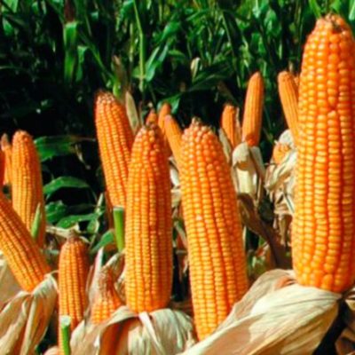 Семена кукурузы для России