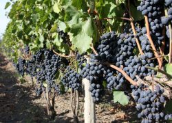 Виноград сорт Молдова