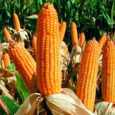 Семена кукурузы для Беларуссии