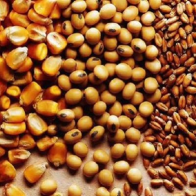 Семена зерновых и бобовых культур