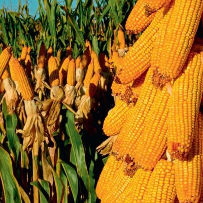 Семена кукурузы для Молдовы